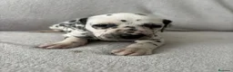 Dálmata perros en venta: Se venden dalmatas de máxima calidad - Anuncio 11