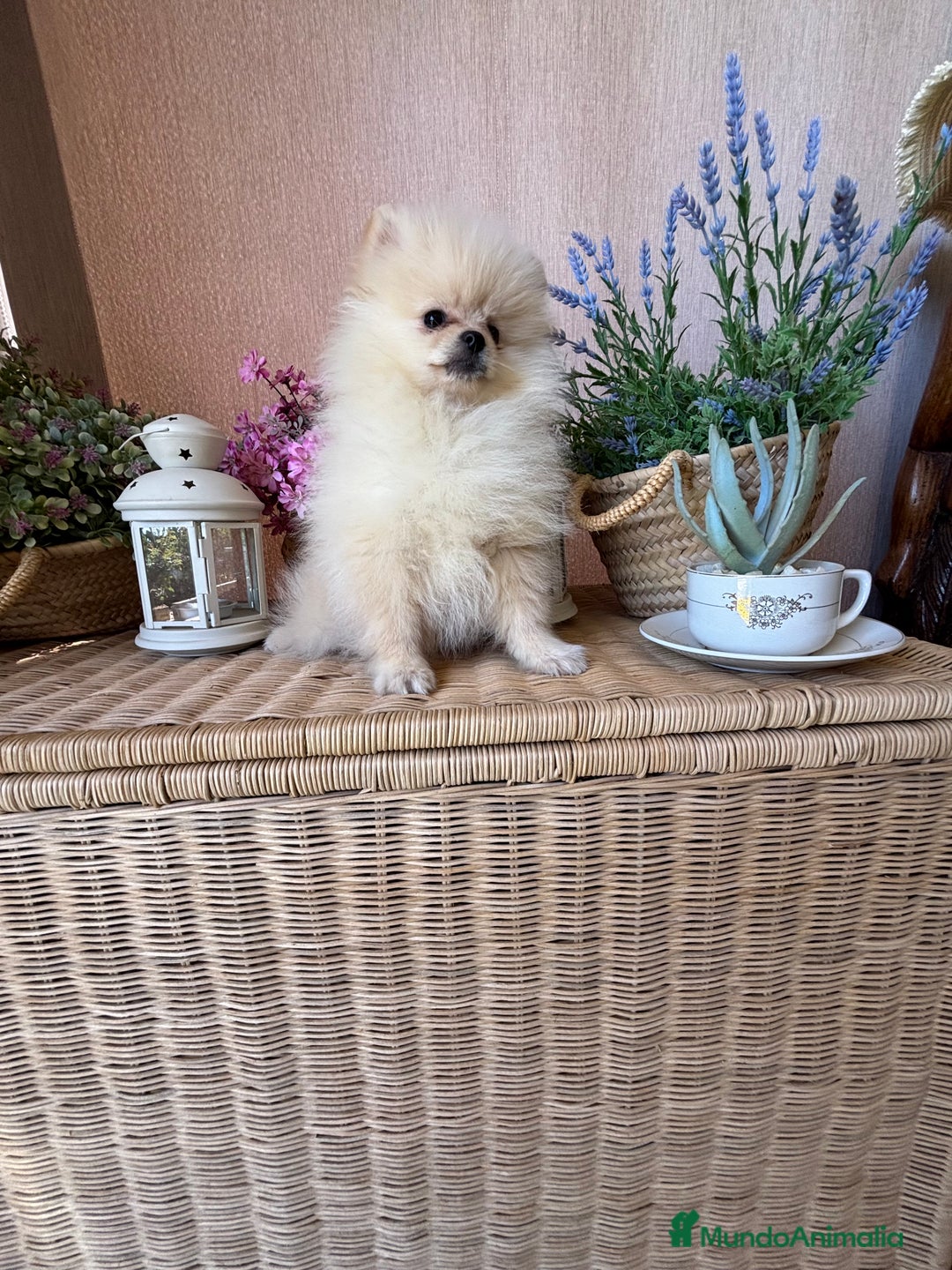 Pomerania perros en venta: Pomerania Listo para entregar!!! - Imagen 1