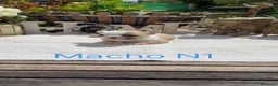 Bulldog Francés perros en venta: Bulldog francés exóticos estupenda morfología  - Anuncio 6