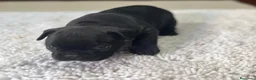 Bulldog Francés perros en venta: Cachorros de bulldog francés  - Anuncio 22