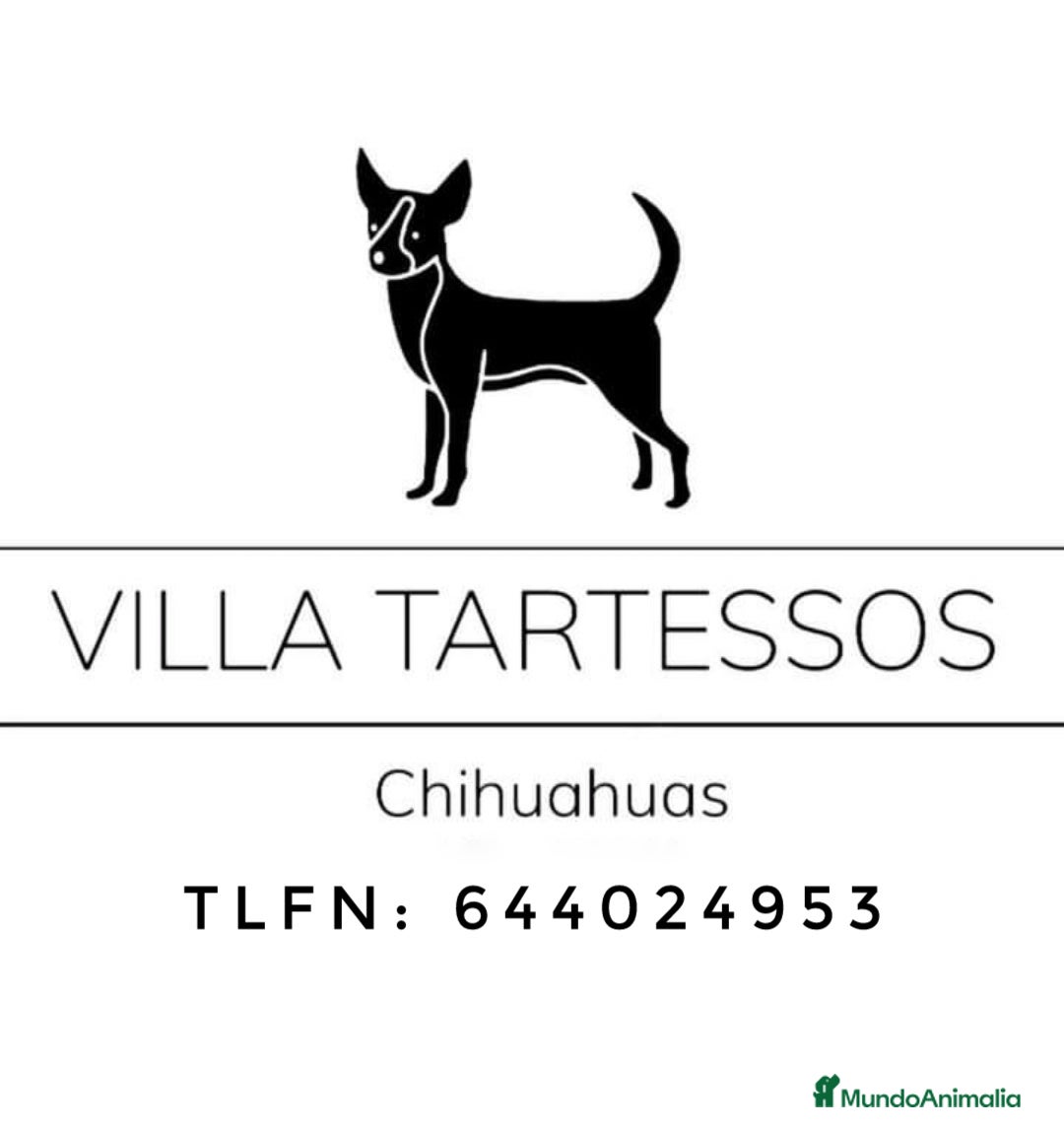 Chihuahua perros Chihuahuas toys  - Anuncio 35