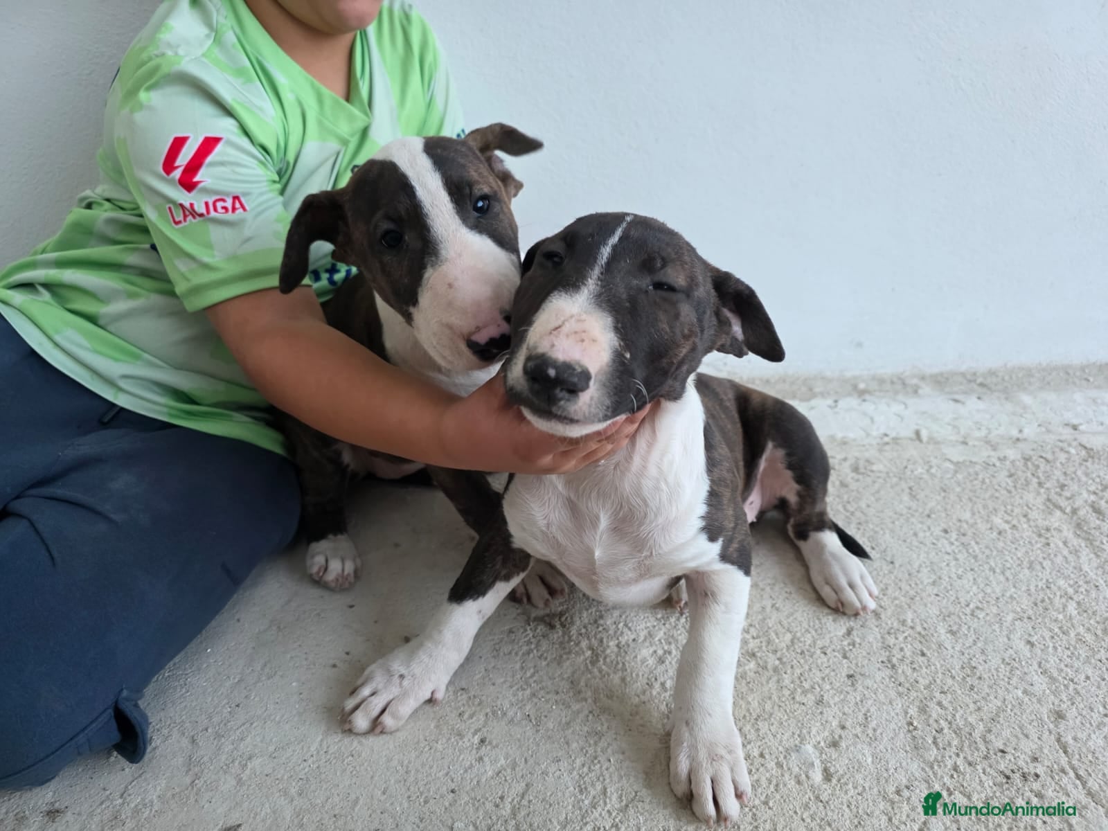 Bull Terrier perros BULL TERRIER  - Anuncio 1