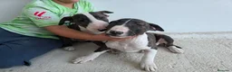 Bull Terrier perros en venta: BULL TERRIER  - Anuncio 1