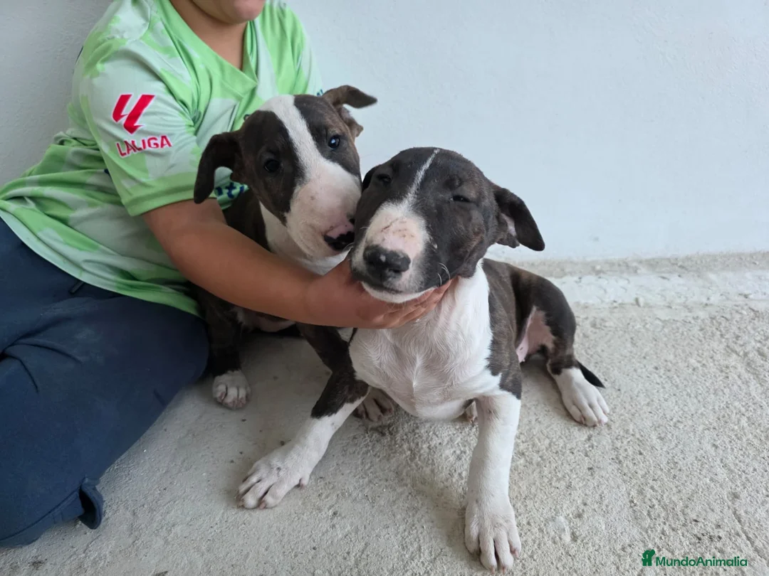 Bull Terrier perros en venta: BULL TERRIER  - Anuncio 1