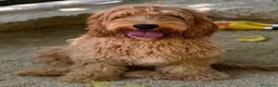Cockapoo perros en venta: COCKAPOO - Anuncio 4