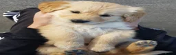 Golden Retriever perros en venta: Golden retriever - Anuncio 2