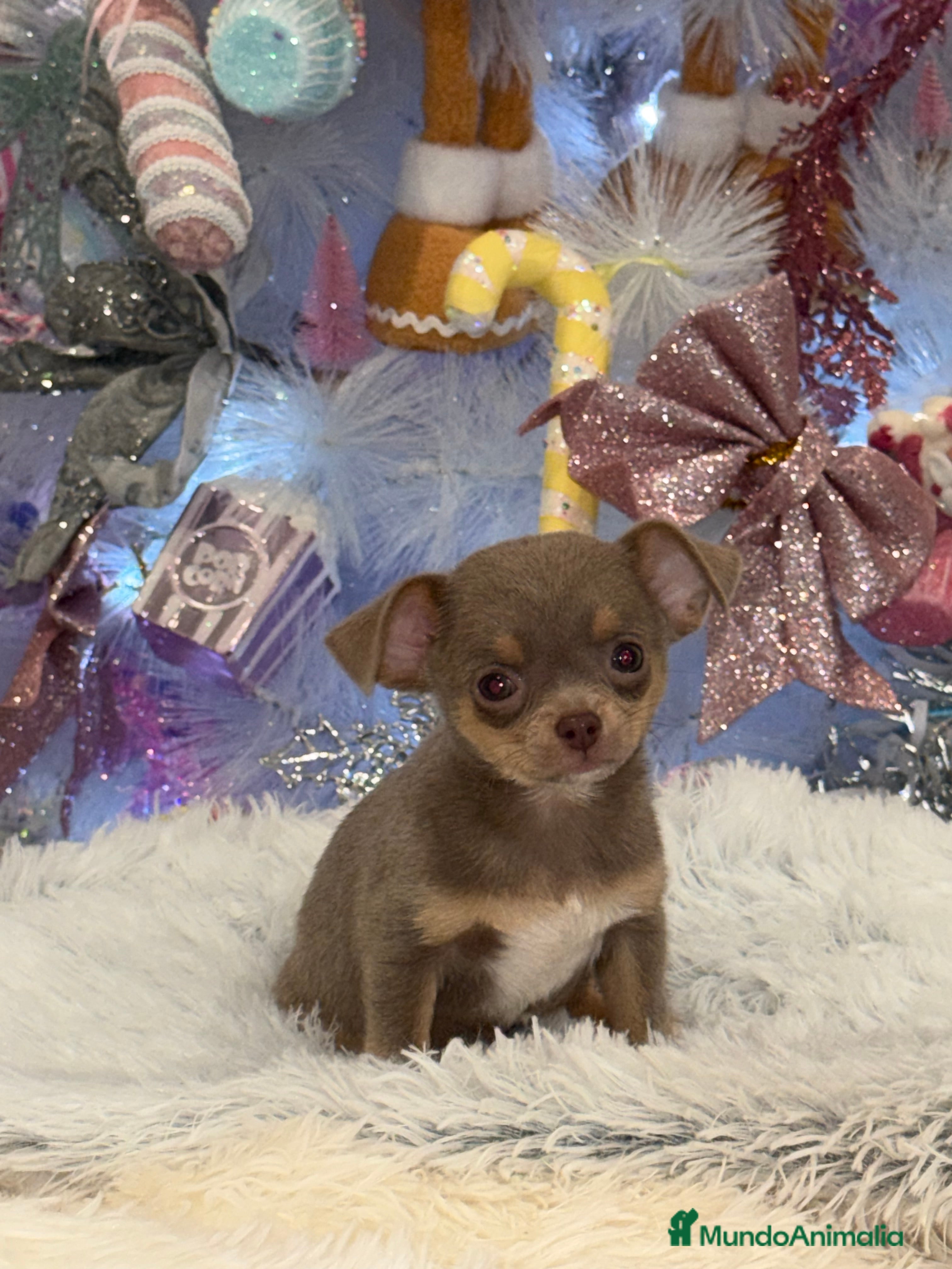 Chihuahua perros Chihuahuas estándar ojos azules  - Anuncio 30