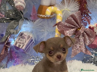 Chihuahua perros Chihuahuas estándar ojos azules - Anuncio 8