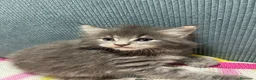 Maine Coon gatos en venta: Rey- Diez cattery  - Anuncio 17
