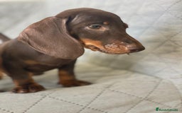 Teckel Miniatura perros en venta: TECKEL CHOCOLATE  - Imagen 1