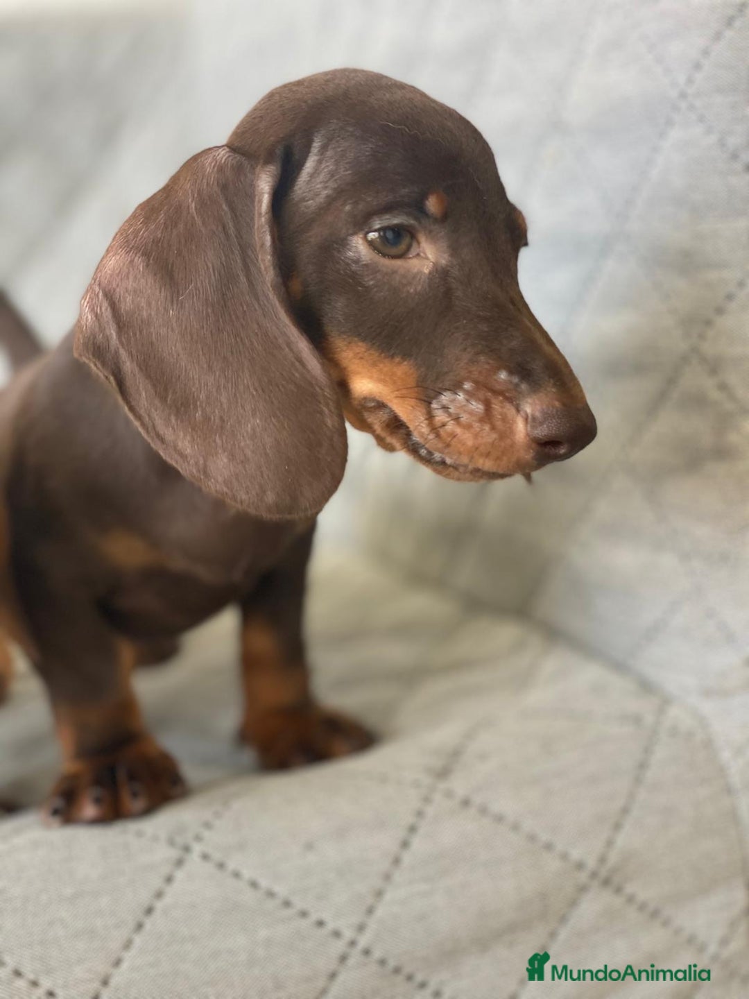 Teckel Miniatura perros en venta: TECKEL CHOCOLATE  - Imagen 1
