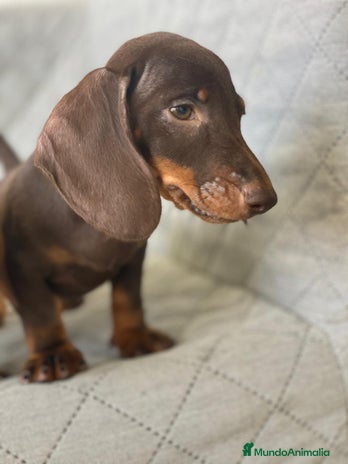 Teckel Miniatura perros - Anuncio 12