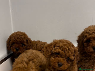 Caniche Toy perros caniche asiáticos - Anuncio 3