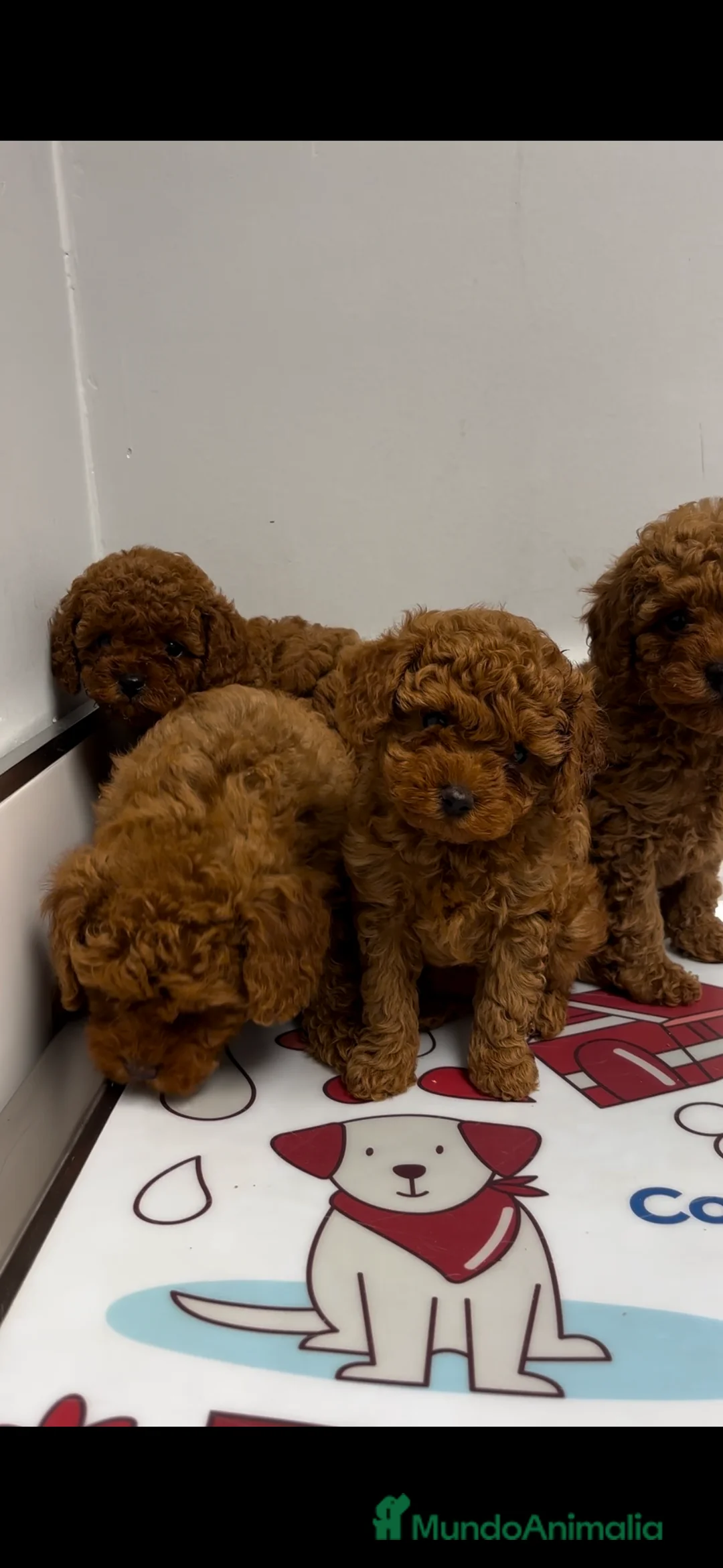 Caniche Toy perros en venta: caniche asiáticos  - Anuncio 1