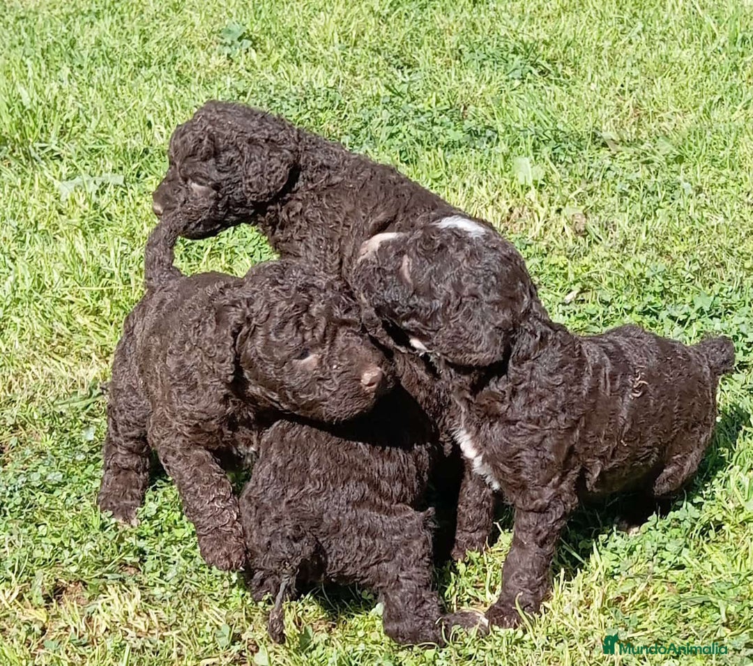 Perro de Agua Español perros en venta: Perro de agua  - Anuncio 1