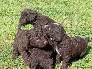 Perro de Agua Español perros Perro de agua - Anuncio 7