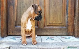 Boxer perros en venta: Entrañable bebé de Boxer - Imagen 1