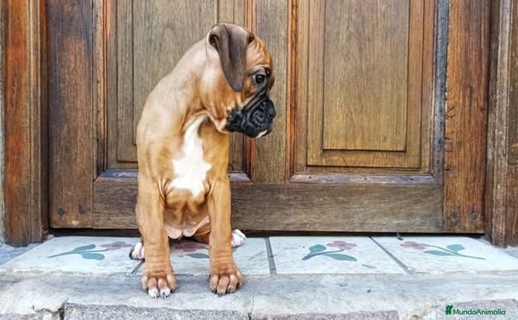 Boxer perros - Anuncio 7