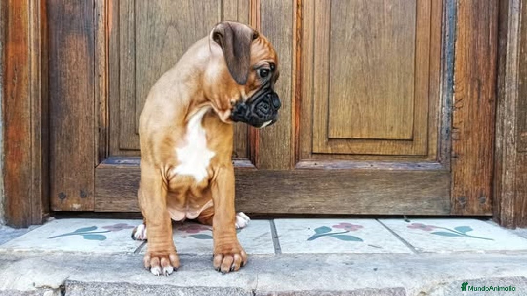 Boxer perros en venta: Entrañable bebé de Boxer - Imagen 1