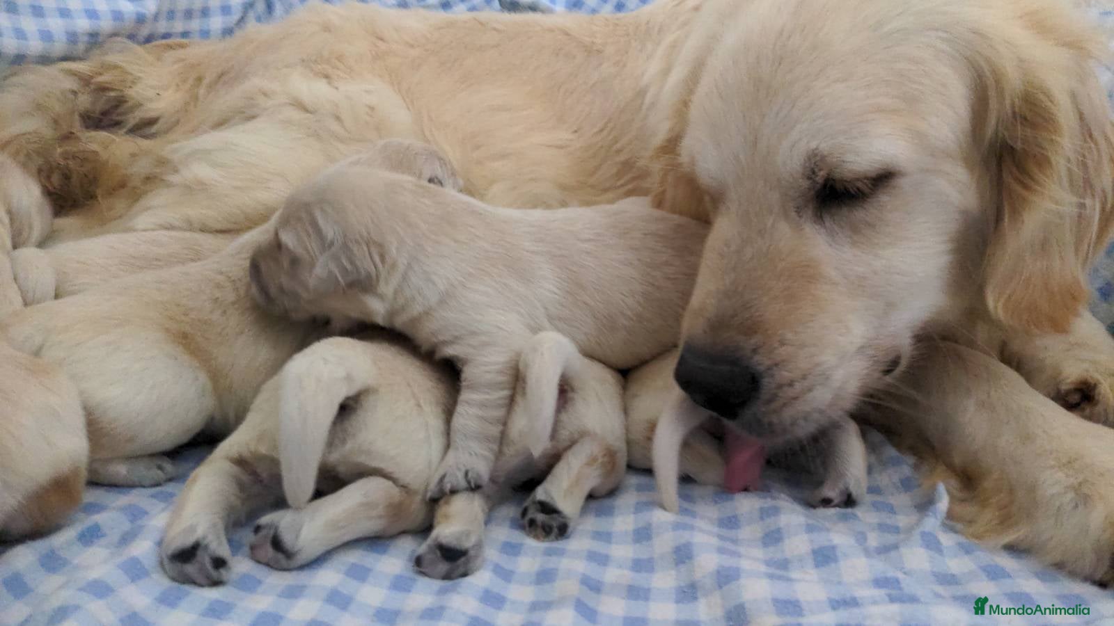 Golden Retriever perros Preciosos cachorros de golden retriever - Anuncio 1