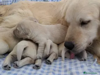 Golden Retriever perros Preciosos cachorros de golden retriever - Anuncio 1