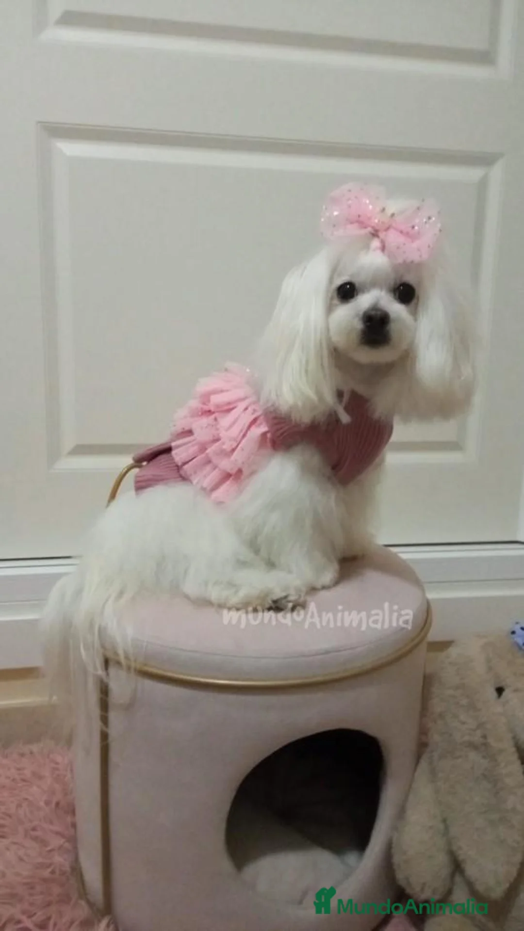 Imagen de galería {{count}}