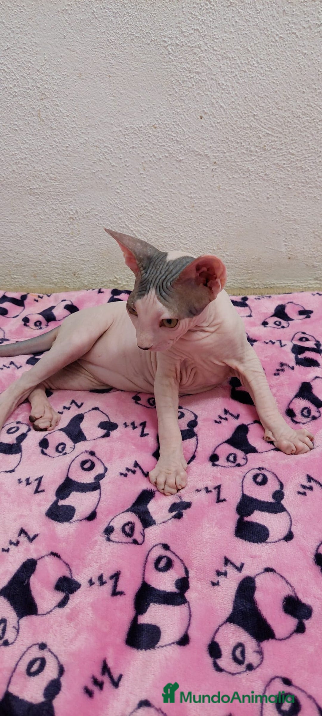 Sphynx gatos en venta: Preciosa hembrita ojos claros  - Imagen 14