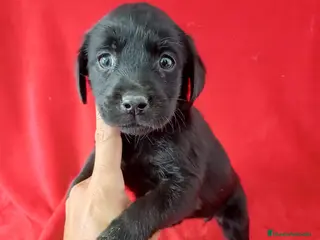 Labrador Retriever perros Labrador Retriever Negro - Anuncio 1