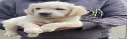 Golden Retriever perros en venta: Cachorros de GOLDEN Retriever  - Anuncio 6