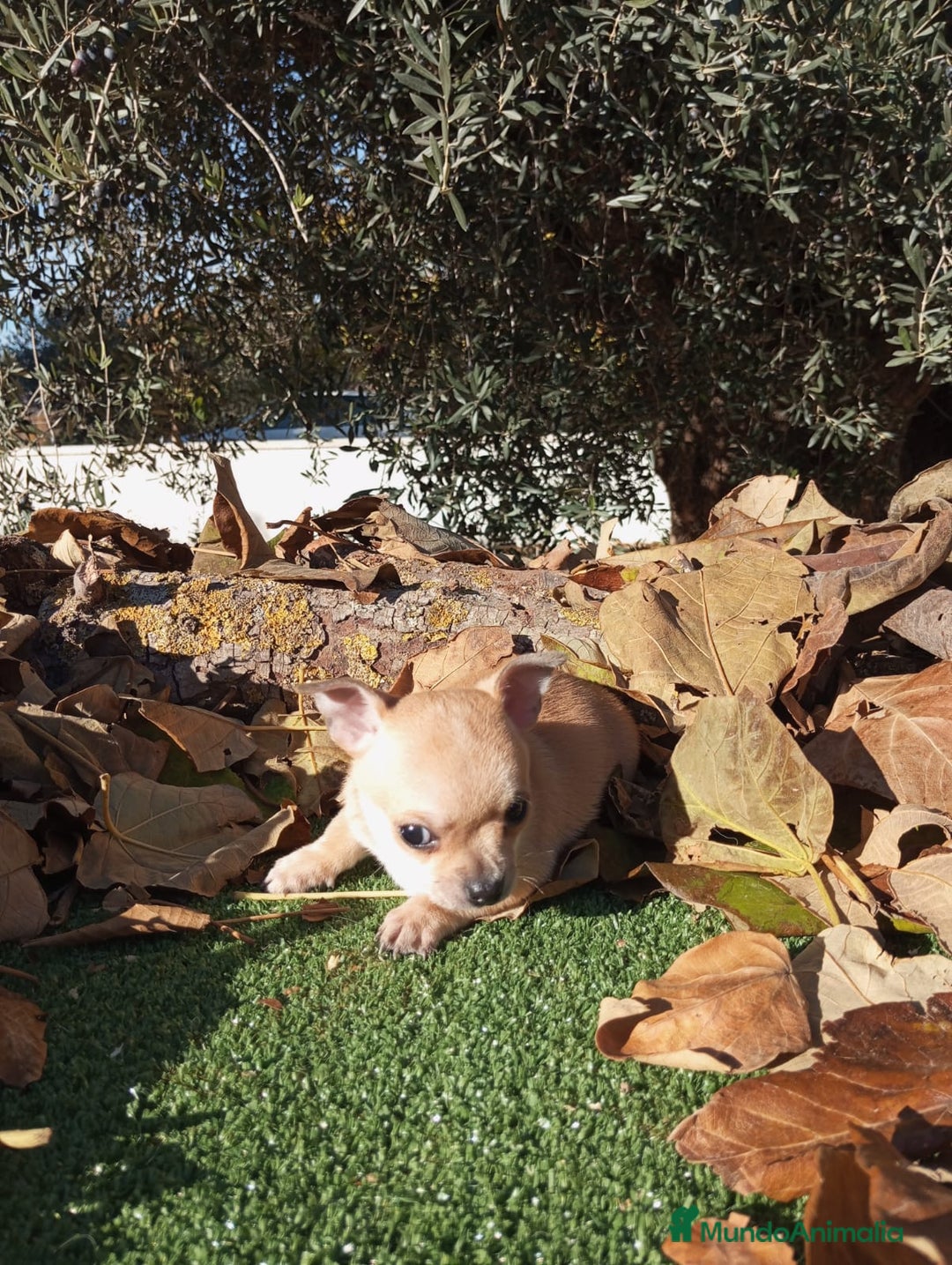 Chihuahua perros en venta: CHIHUAHUAS toy cabeza de manzana - Anuncio 16