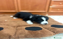 Border Collie perros en venta: Border collie - Imagen 5