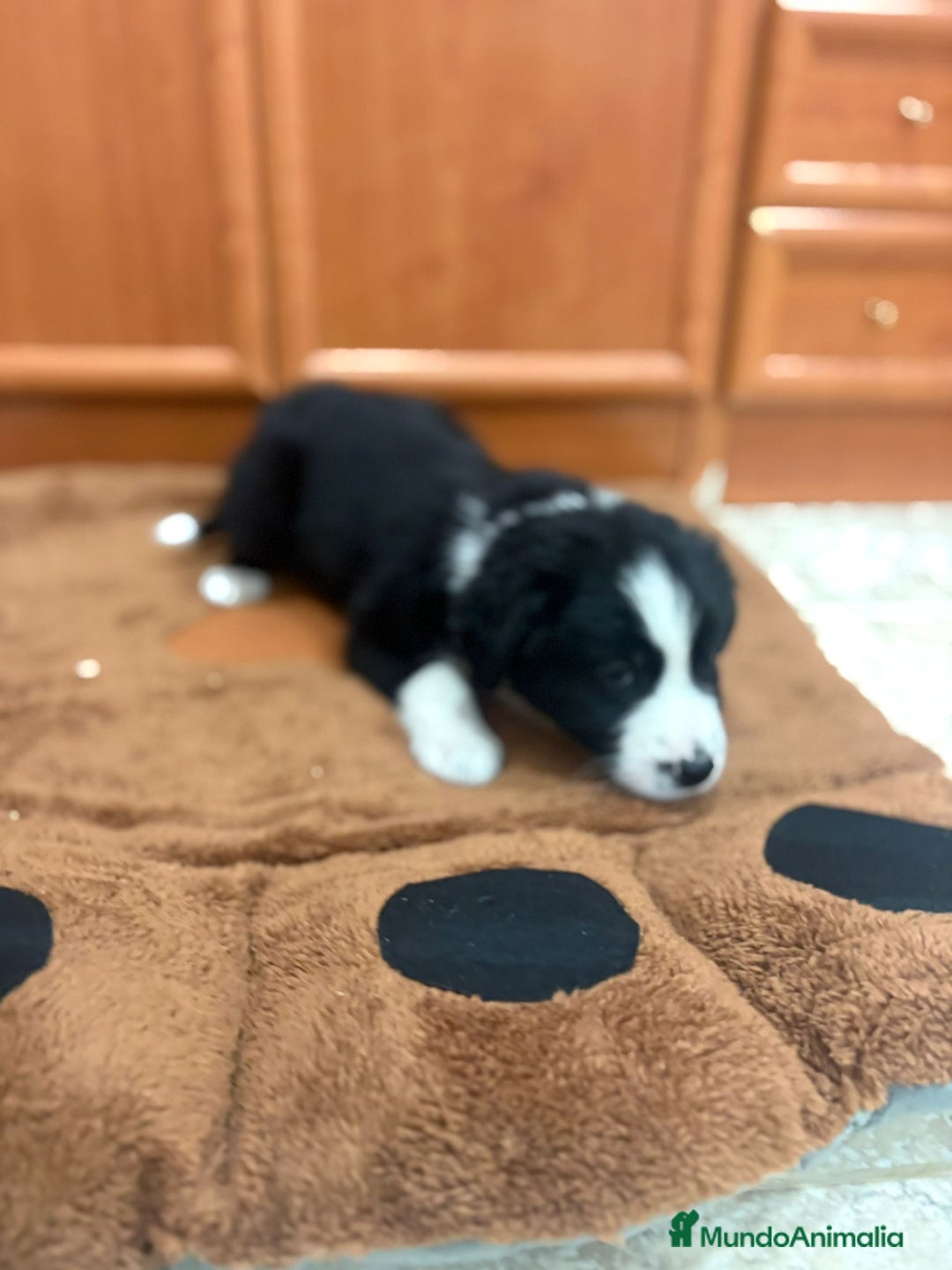 Border Collie perros en venta: Border collie - Imagen 5