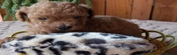 Caniche Toy perros en venta: Precioso caniche Toy Apricot/Rojo - Anuncio 1