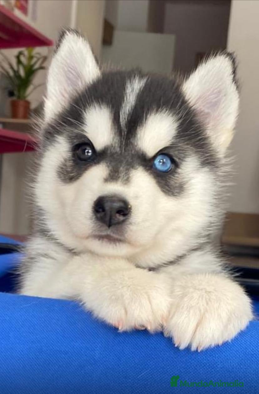 Husky Siberiano perros Husky Siberiano  - Anuncio 1