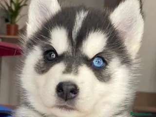 Husky Siberiano perros Husky Siberiano - Anuncio 1