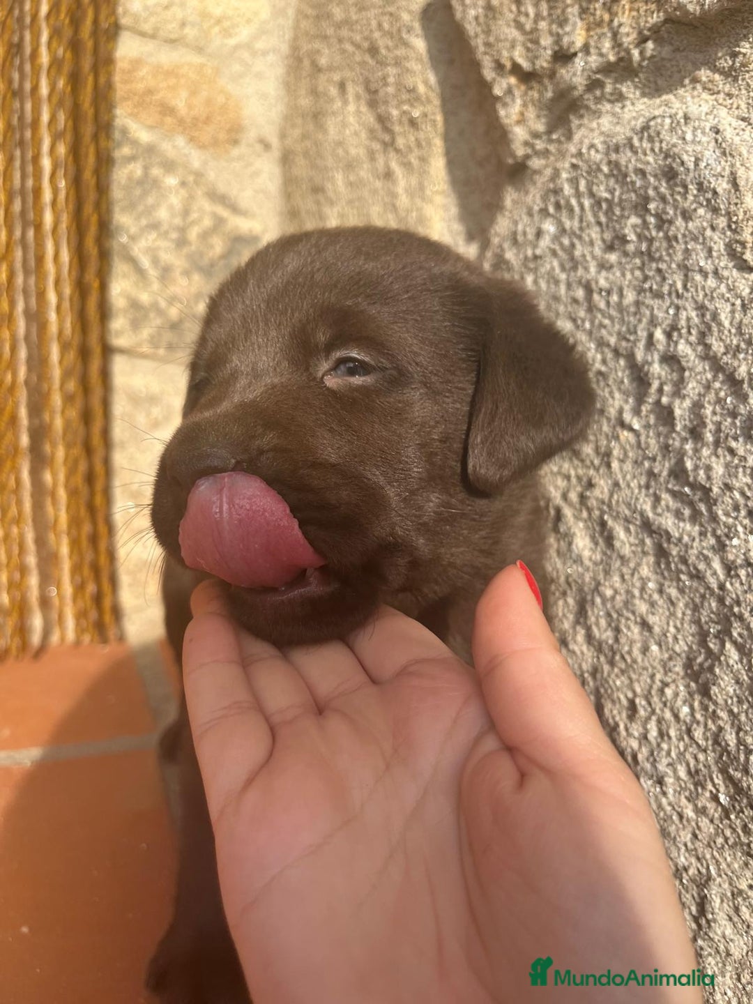 Labrador Retriever perros en venta: Cachorro macho chocolate con pedigree LOE  - Imagen 4