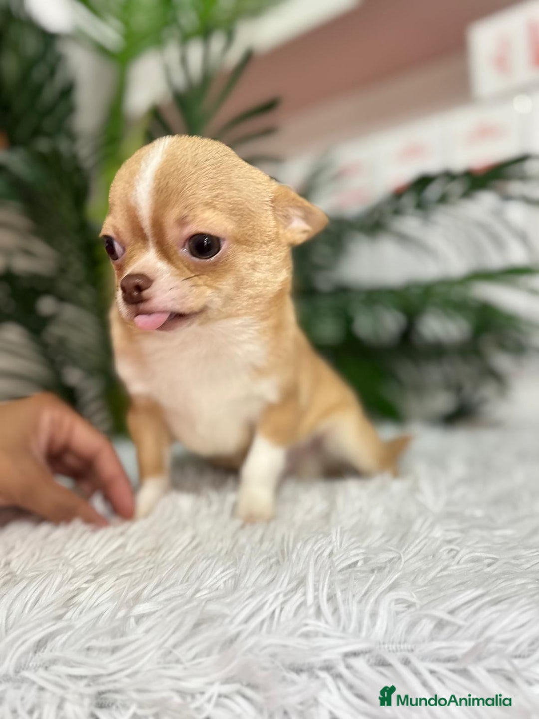 Chihuahua perros en venta: CHIHUAHUA MACHO ADULTO - Anuncio 8