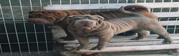 Shar Pei perros en venta: Cachorros shar pei Cataluña  - Anuncio 2