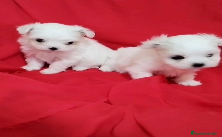 Bichón Maltés perros - Anuncio 1