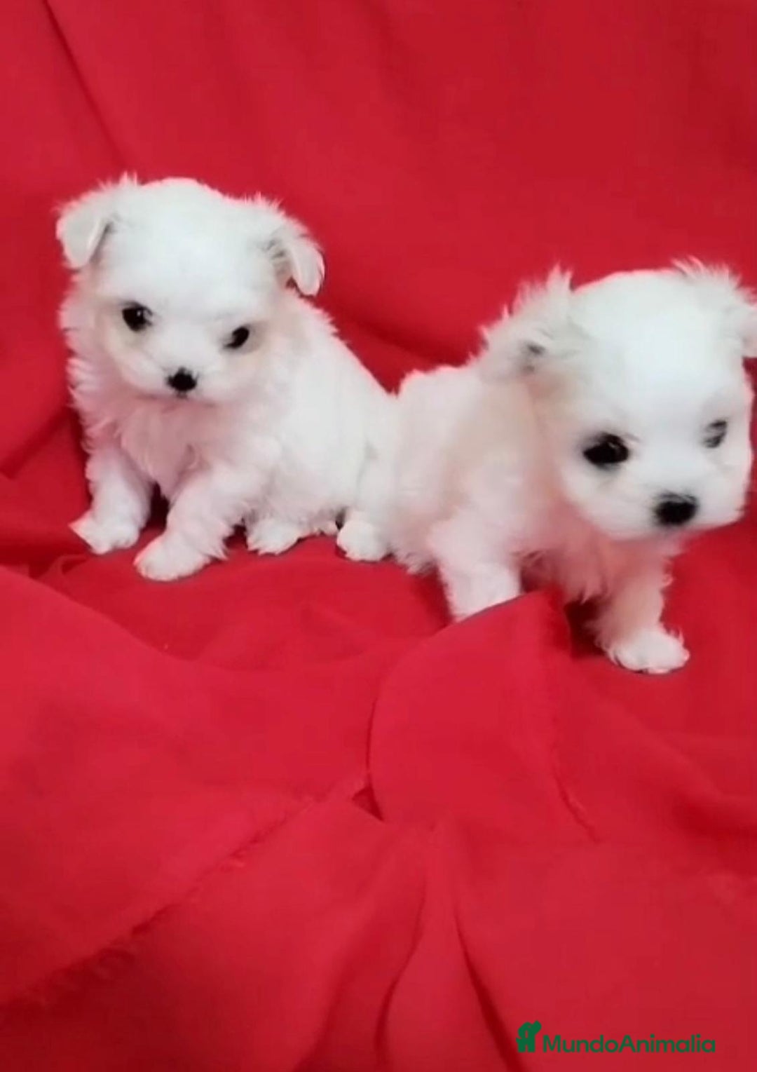 Bichón Maltés perros en venta: Bichon maltés toy coreanos - Imagen 1