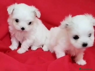 Bichón Maltés perros - Anuncio 31