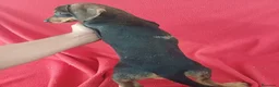 Teckel Miniatura perros en venta: Teckel Mini Sable  - Anuncio 4