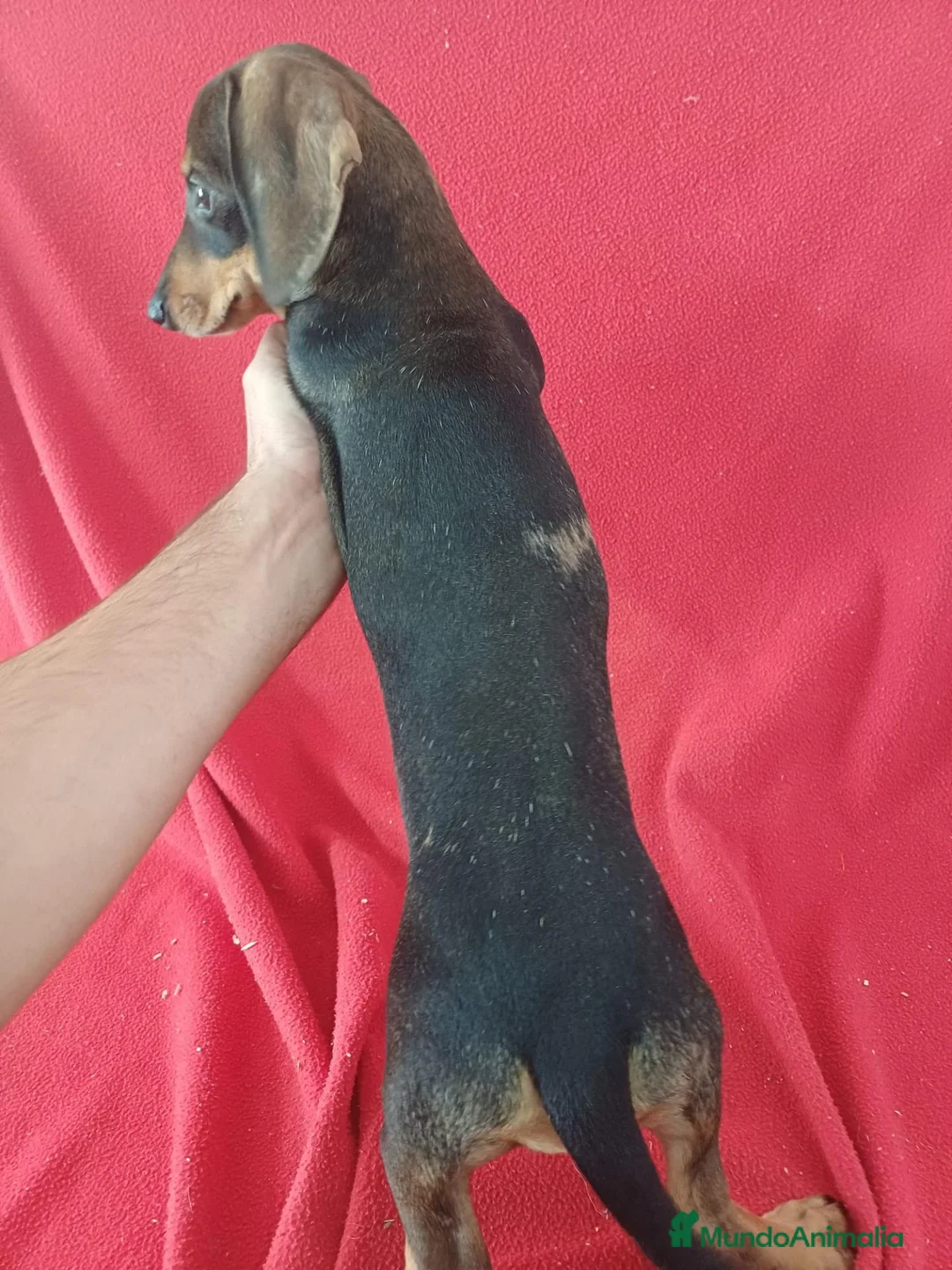 Teckel Miniatura perros en venta: Teckel Mini Sable  - Anuncio 4