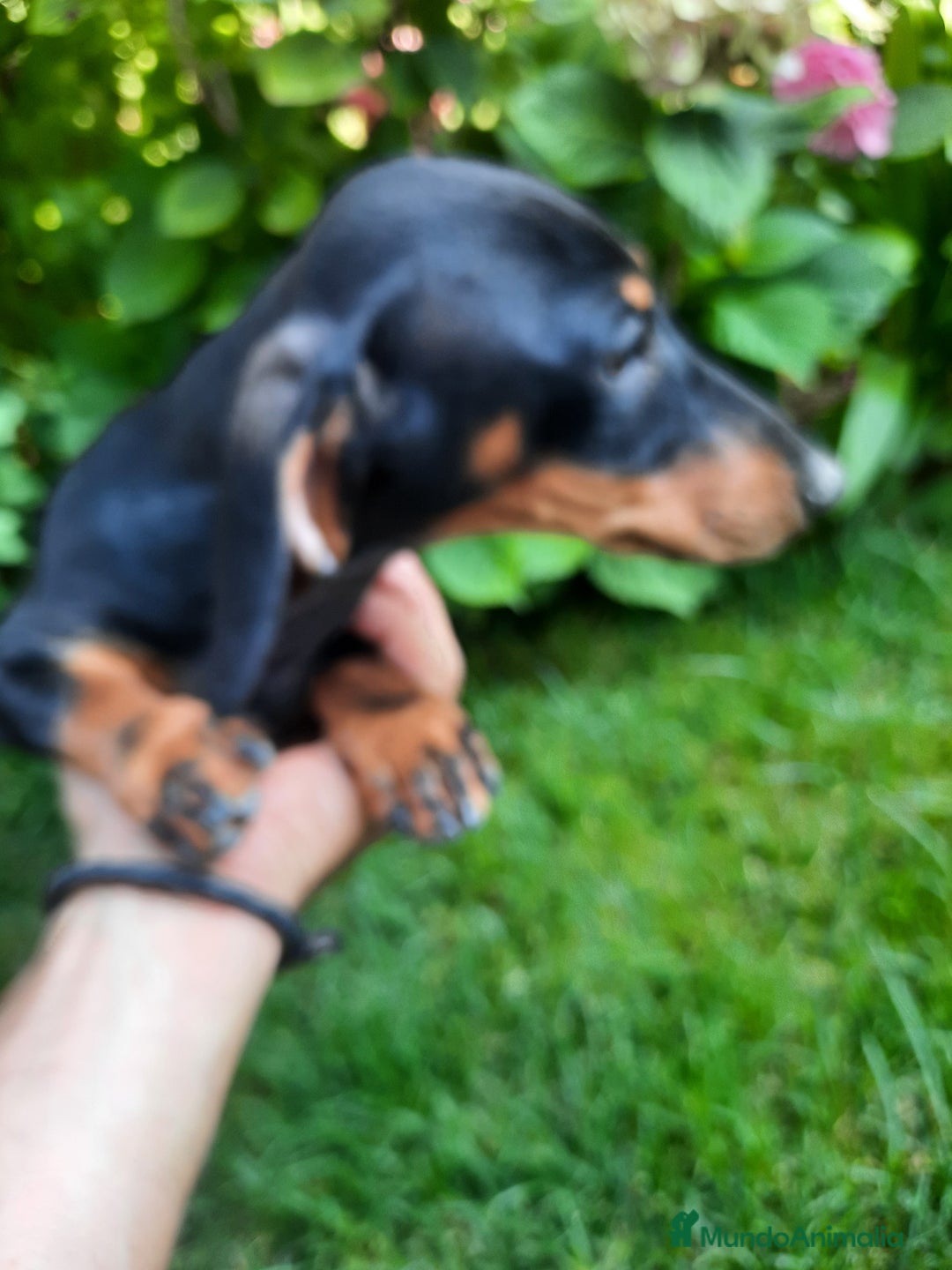 Teckel Miniatura perros en venta: Teckel de pelo corto  - Imagen 4