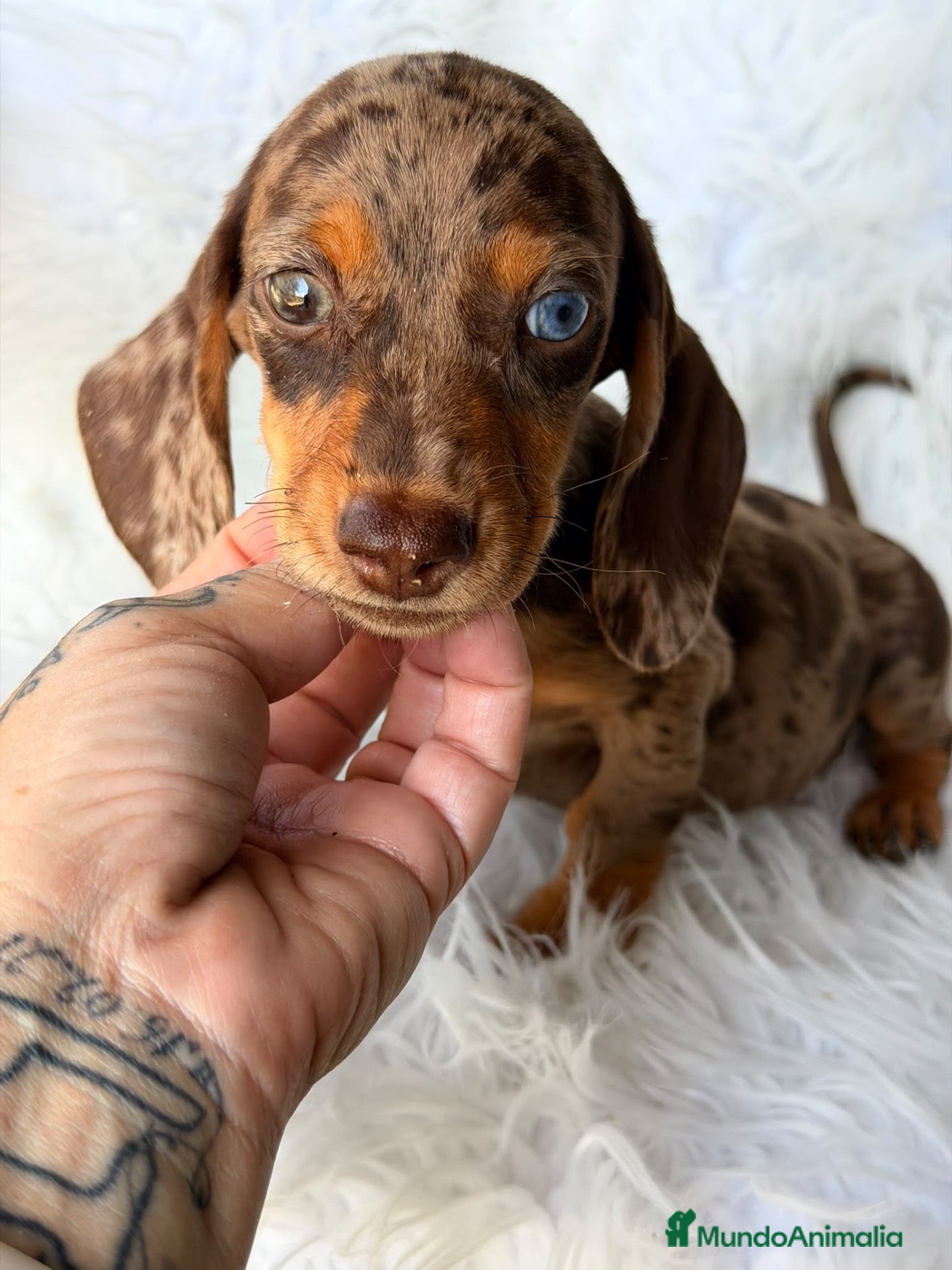 Teckel Miniatura perros teckel diferentes colores🐾 - Anuncio 2