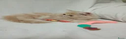 Exótico de Pelo Largo gatos en venta: Gatitos persa himalayo  - Anuncio 4
