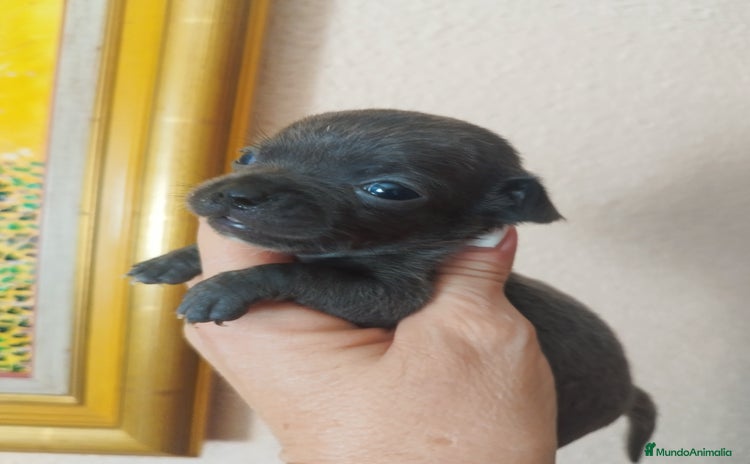 Chihuahua perros - Anuncio 9