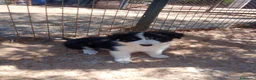 Border Collie perros en venta: Cachorros border collie  - Anuncio 8