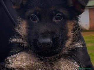 Pastor Alemán perros PASTOR ALEMAN en Asturias - Anuncio 37