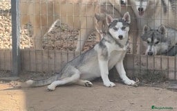 Husky Siberiano perros en venta: Hermosa husky siberiana - Imagen 1